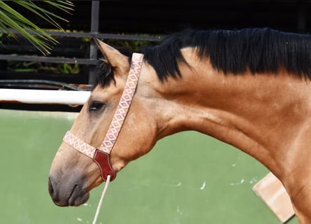 Lusitano, Gelding, 3 years, 16 hh, Dun