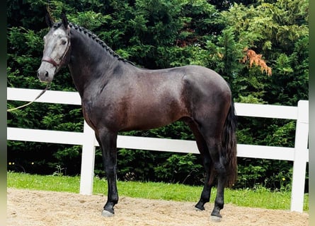 Lusitano, Gelding, 3 years, 16 hh, Grey