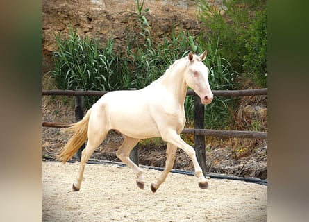 Lusitano, Gelding, 3 years, 16,1 hh, Cremello