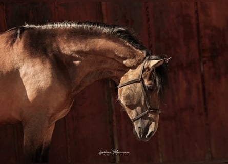 Lusitano, Gelding, 3 years, 16,2 hh, Buckskin