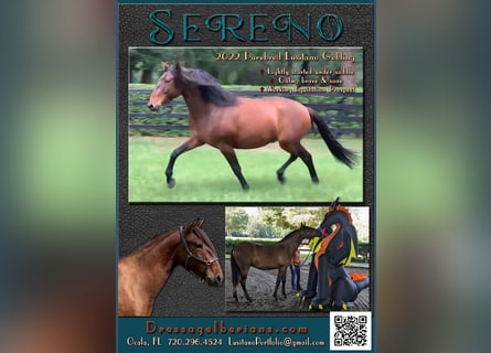 Lusitano, Gelding, 3 years, Bay