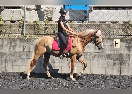 Lusitano Mix, Gelding, 3 years