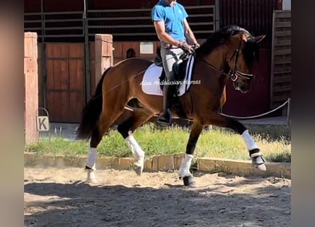 Lusitanos, Wallach, 4 Jahre, 15,2 hh, Brauner