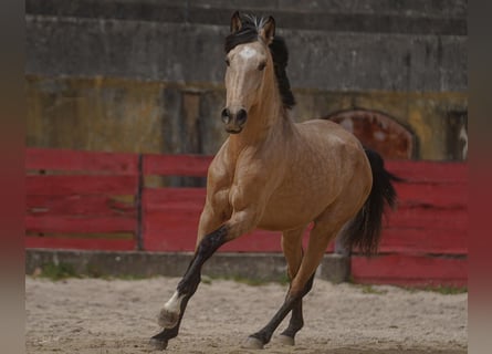 Lusitano, Gelding, 4 years, 15,2 hh, Buckskin