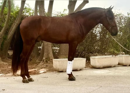 Lusitano, Gelding, 4 years, 15.2 hh, Chestnut