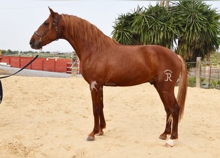 Lusitano, Gelding, 4 years, 15.2 hh, Chestnut-Red