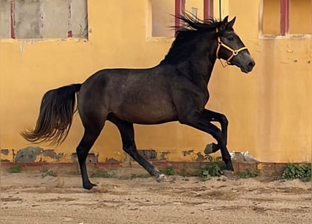 Lusitano, Gelding, 4 years, 15,2 hh