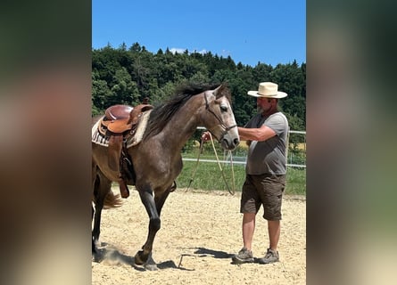 Lusitano, Gelding, 4 years, 15.2 hh, Roan-Red Lusitano, Gelding, 4 years, 15.2 hh, Roan-Red