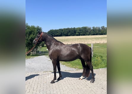 Lusitano, Gelding, 4 years, 15,1 hh, Bay-Dark