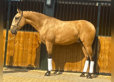 Lusitano, Gelding, 4 years, 15,2 hh, Buckskin