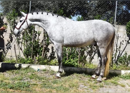 Lusitano, Gelding, 4 years, 15,2 hh, Grey