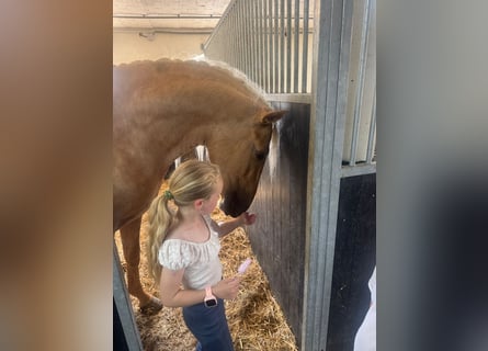 Lusitano, Gelding, 4 years, 16.1 hh, Palomino