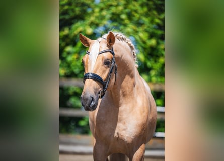 Lusitano, Gelding, 4 years, 16.1 hh, Palomino