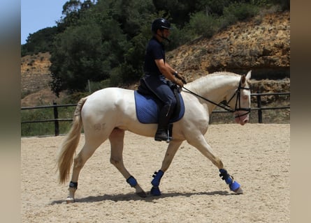 Lusitano, Gelding, 4 years, 16 hh, Champagne