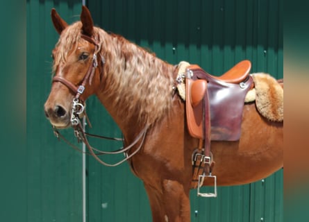 Lusitano Mix, Gelding, 4 years, 16 hh, Chestnut-Red