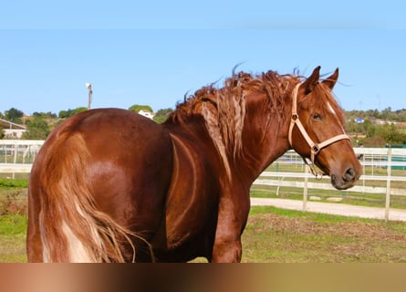 Lusitano Mix, Gelding, 4 years, 16 hh, Chestnut-Red