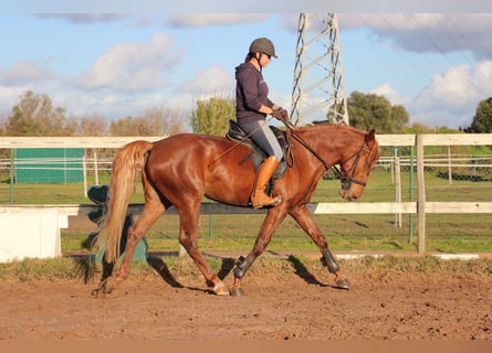 Lusitano Mix, Gelding, 4 years, 16 hh, Chestnut-Red