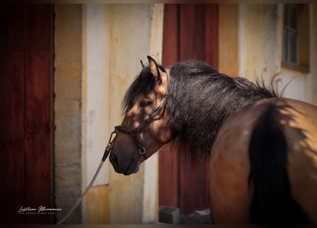 Lusitano, Gelding, 4 years, 16,2 hh, Buckskin