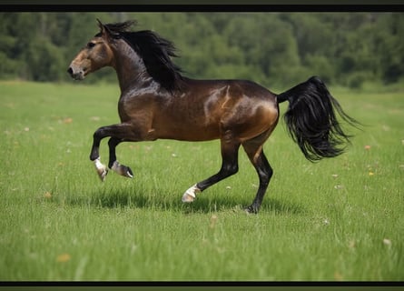 Lusitano, Gelding, 5 years, 15.1 hh, Buckskin