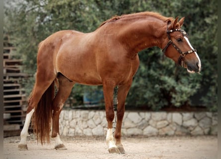 Lusitano, Gelding, 5 years, 15.2 hh, Chestnut-Red