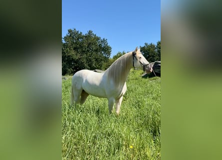 Lusitano Mix, Gelding, 5 years, 15.2 hh, Cremello