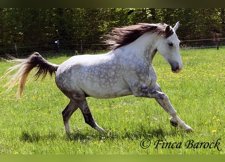 Lusitano, Gelding, 5 years, 15 hh, Gray