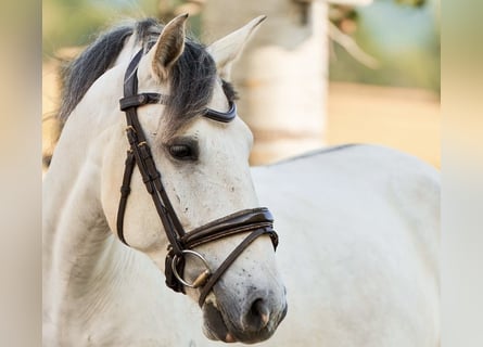 Lusitano, Gelding, 5 years, 15,1 hh, Grey