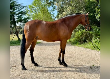 Lusitano, Gelding, 5 years, 15,2 hh, Brown