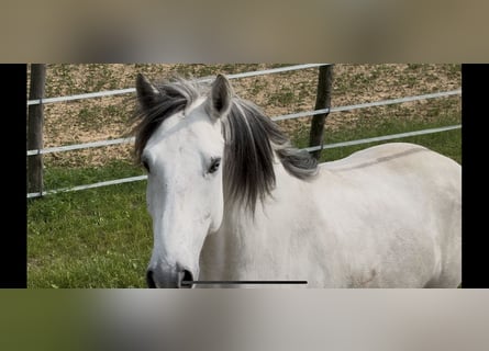 Lusitano, Gelding, 5 years, 15,2 hh, Can be white