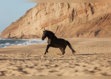 Lusitano, Gelding, 5 years, 15,3 hh, Grey