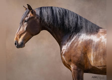 Lusitano, Gelding, 5 years, 16 hh, Brown