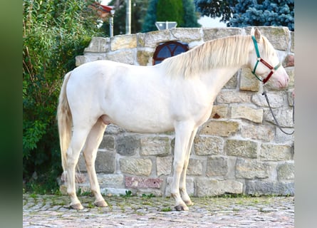 Lusitano Mix, Gelding, 5 years, 16 hh, Cremello