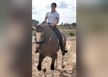 Lusitano, Gelding, 5 years, 16 hh, Gray-Dapple