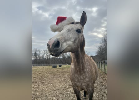 Lusitano Mix, Gelding, 5 years, 16 hh, Grey