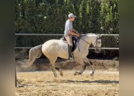 Lusitano, Gelding, 5 years, 16 hh, Grey