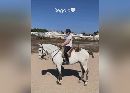 Lusitano Mix, Gelding, 5 years, 16 hh, Grey