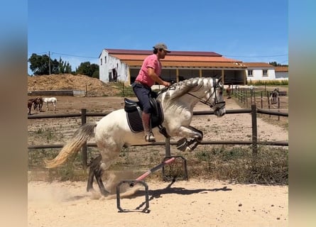 Lusitano Mix, Gelding, 5 years, 16 hh, Grey