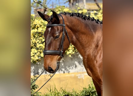 Lusitano, Gelding, 5 years, 16,1 hh, Brown