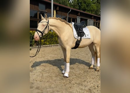 Lusitano, Gelding, 5 years, 16,1 hh, Cremello