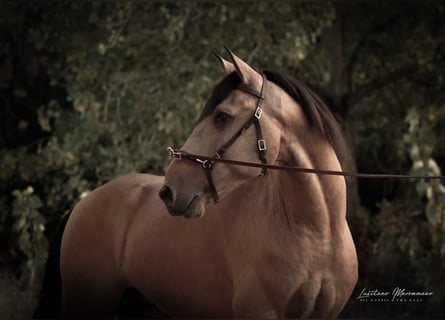 Lusitano, Gelding, 6 years, 14.3 hh, Buckskin