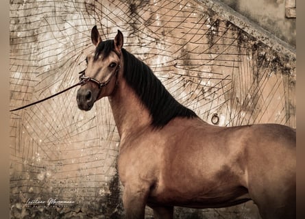 Lusitano, Gelding, 6 years, 14.3 hh, Buckskin