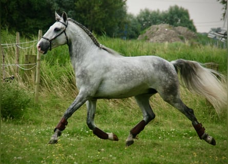 Lusitano, Gelding, 6 years, 14.3 hh, Gray-Blue-Tan