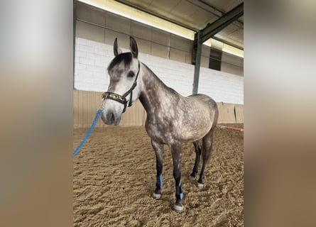 Lusitano, Gelding, 6 years, 15.1 hh, Dun