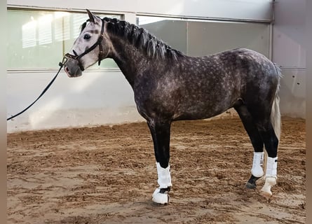 Lusitano Mix, Gelding, 6 years, 15,1 hh, Gray