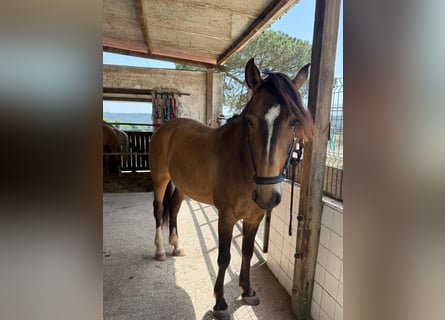 Lusitano, Gelding, 6 years, 15.2 hh, Buckskin