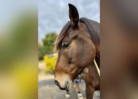 Lusitano, Gelding, 6 years, 15,3 hh, Bay-Dark