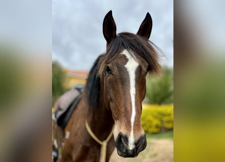 Lusitano, Gelding, 6 years, 15,3 hh, Bay-Dark