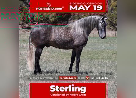 Lusitano, Gelding, 6 years, 15,1 hh, Gray-Dapple