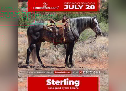 Lusitano, Gelding, 6 years, 15,1 hh, Gray