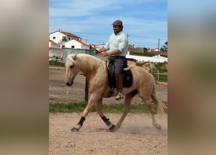 Lusitano, Gelding, 6 years, 15,2 hh, Palomino